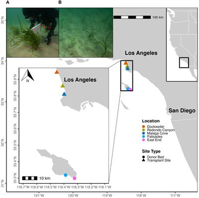 Wave, light, and dissolved oxygen exposures drive novel coastal eelgrass (Zostera pacifica) transplant performance